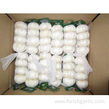 No purple stripes on Pure Snow White Garlic